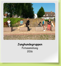 Junghundegruppen Fotosammlung 2016