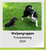 Welpengruppen Fotosammlung 2014